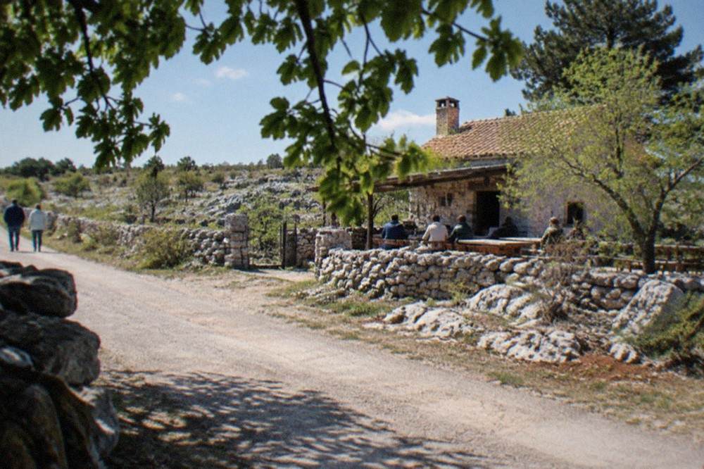 A leafy frasca branch hanging above a rural road on the Carso plateau above Trieste, marking an open osmiza farm tavern