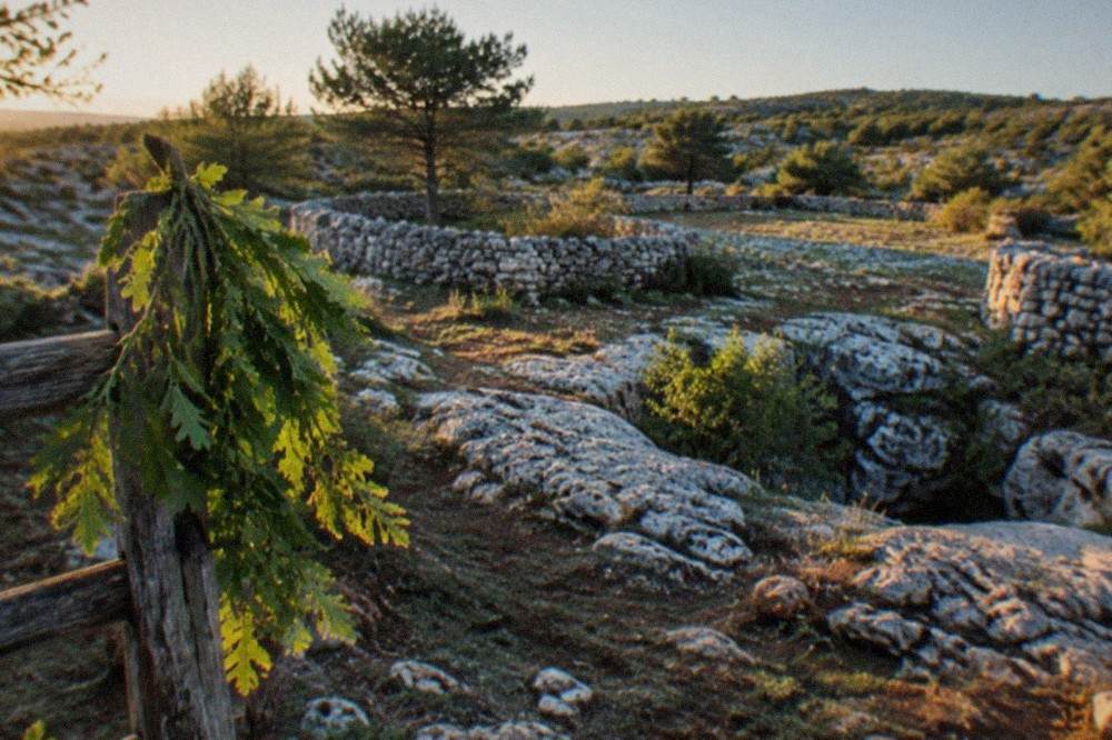 A leafy frasca branch hung at a farm gate on the Karst plateau above Trieste
