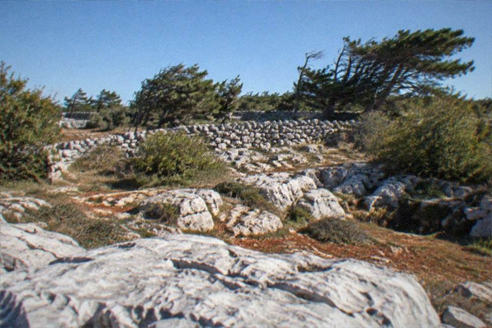 Wind-bent low trees behind a dry-stone wall under a clear blue sky