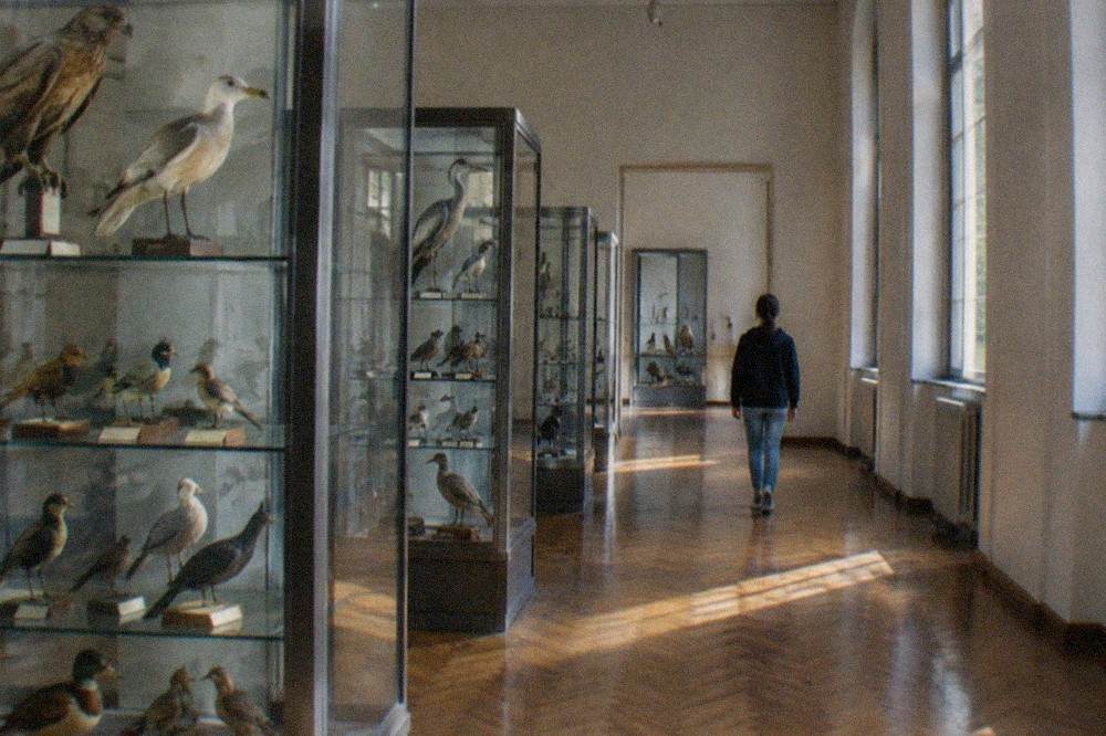 Glass display cases with preserved bird specimens arranged in rows inside a museum gallery