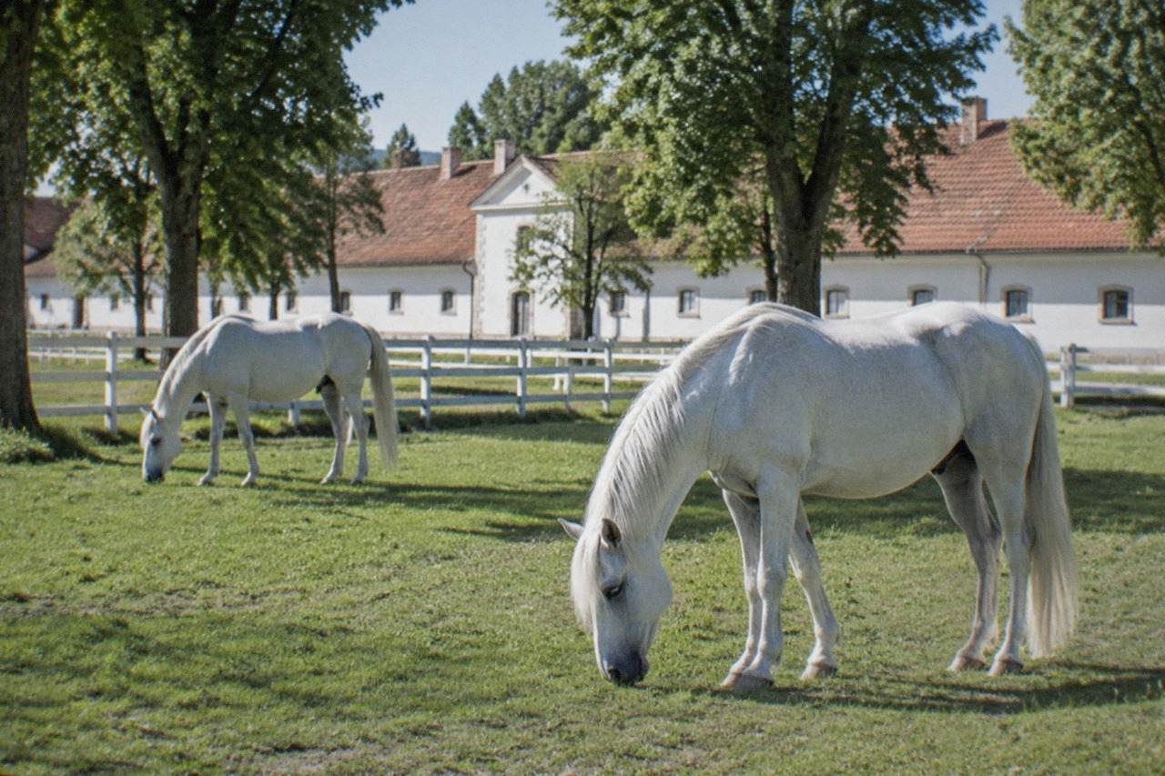 White Lipizzaner horses grazing in a green paddock behind white estate buildings