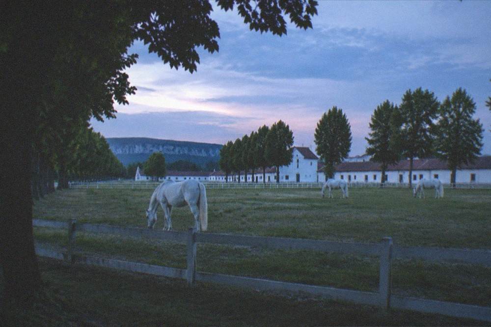 White estate buildings of the Lipica stud farm under a wide Karst sky