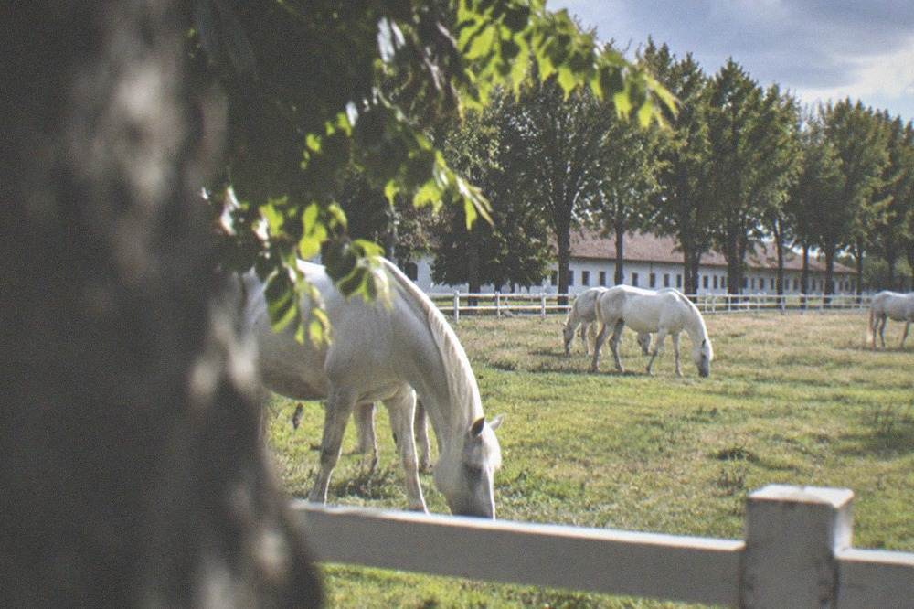 White Lipizzaner horses grazing in a paddock at the Lipica stud farm