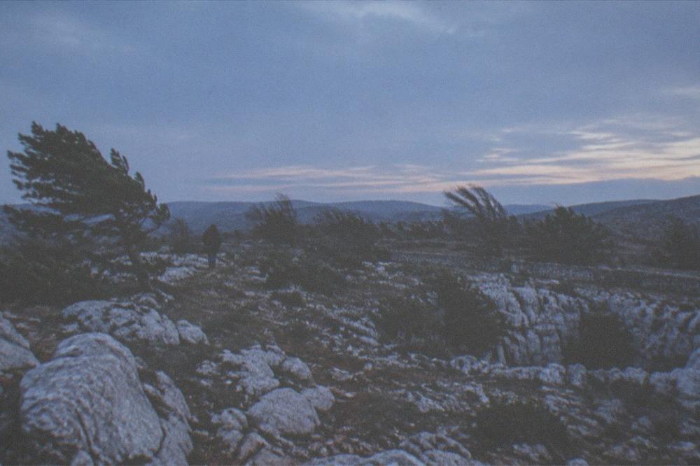 Wind-bent trees on the exposed Karst plateau showing the force of the bora wind