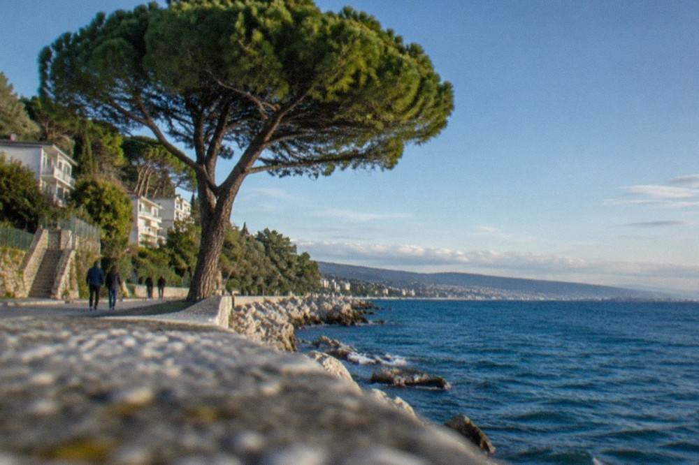 An umbrella-shaped pine tree above the coastal walk at Barcola near Trieste on a clear spring day