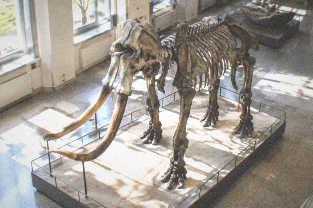 A fossil skeleton displayed in a bright natural history museum gallery