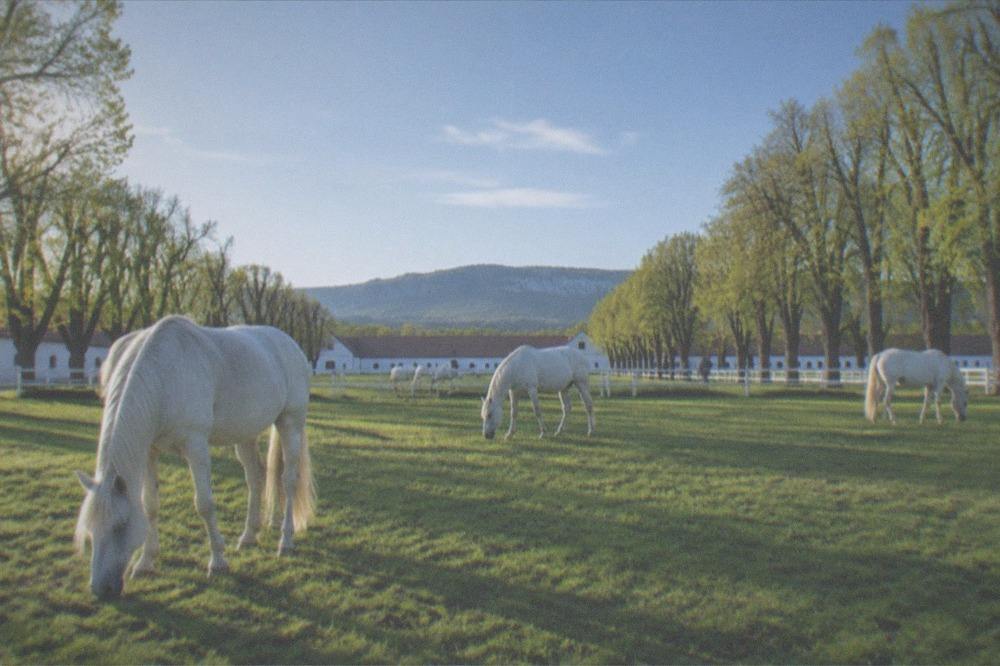 White Lipizzaner horses grazing in a green field on the Karst near the Slovenian border