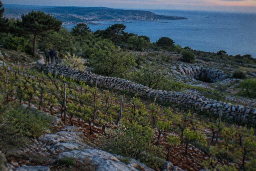 Vine rows with fresh green spring leaves on stony red Karst soil above the Adriatic