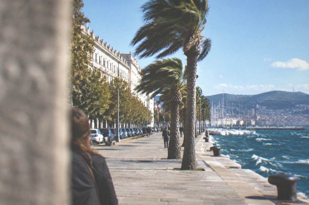 Palm trees bending along a seafront promenade during a strong wind, with whitecaps on the sea beyond