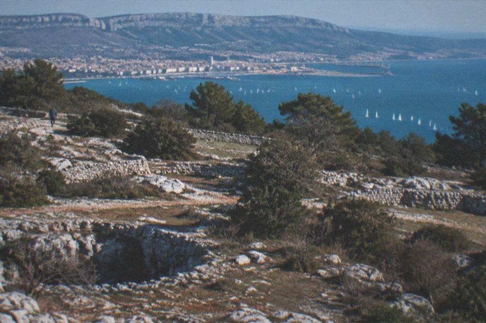 Many white sailboats on the Gulf of Trieste, the limestone Carso rising behind the city